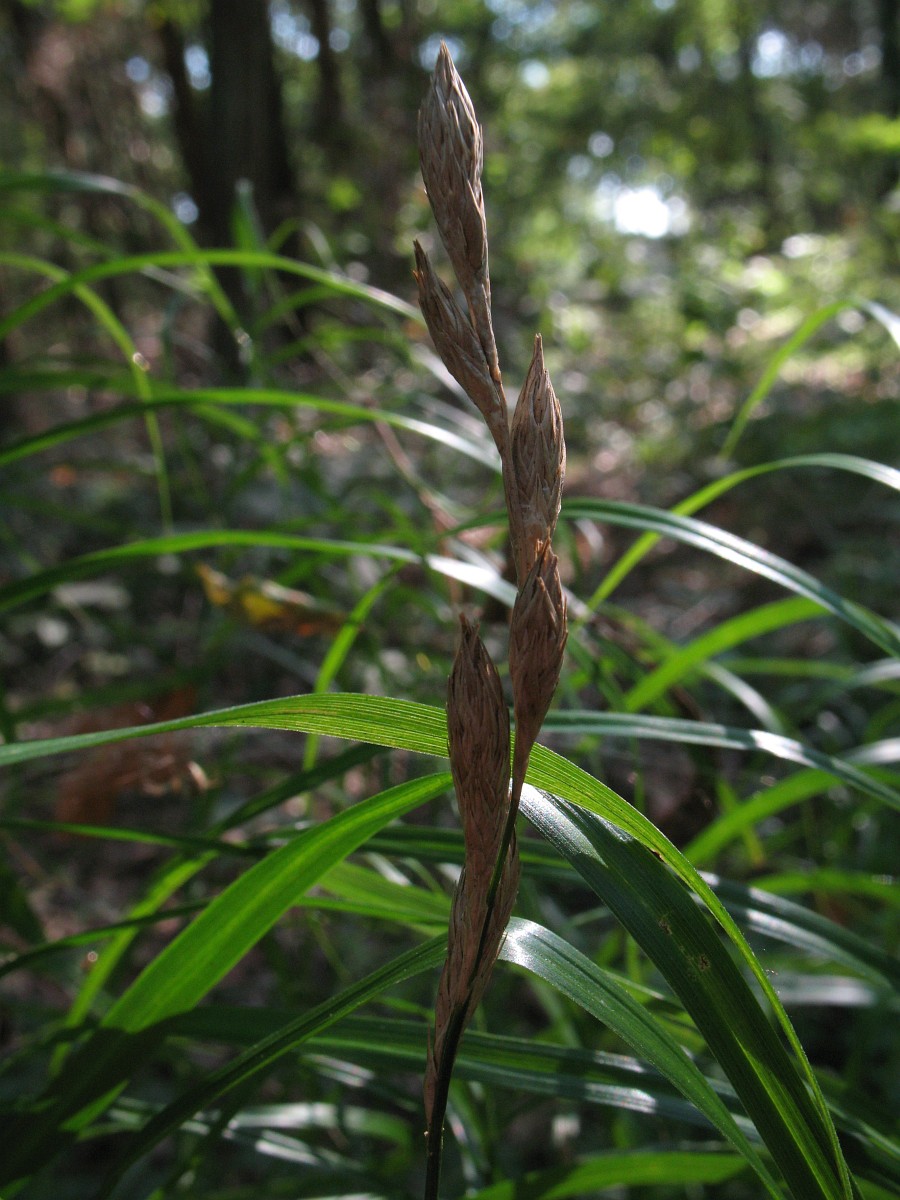 Carex muskingumensis